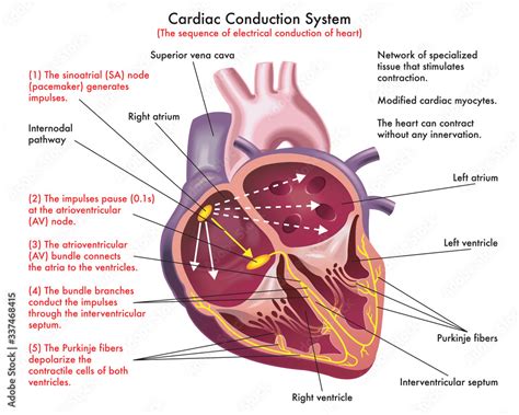 Conduction System Of Heart Diagram