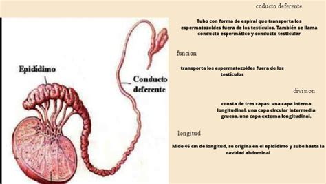 Conducto Deferente Función