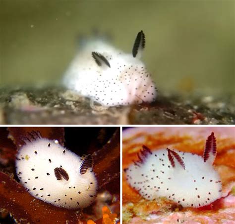 Conejitos De Mar