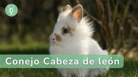 Conejo Cabeza De León