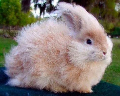 Conejo De Angora