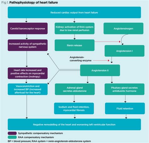 Full Download Congestive Heart Failure Concept Map 