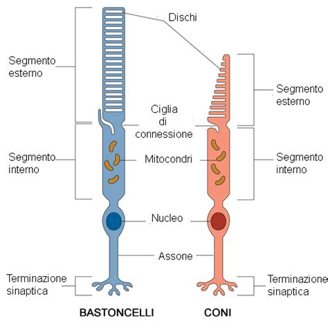 Coni E Bastoncelli