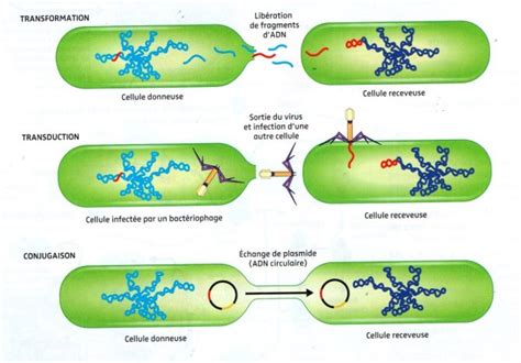 Conjugaison Transduction Transformation