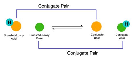 Conjugate Acid Base Pairs Self Quiz Pathways To Conjugate Acid And Base Worksheet - Conjugate Acid And Base Worksheet