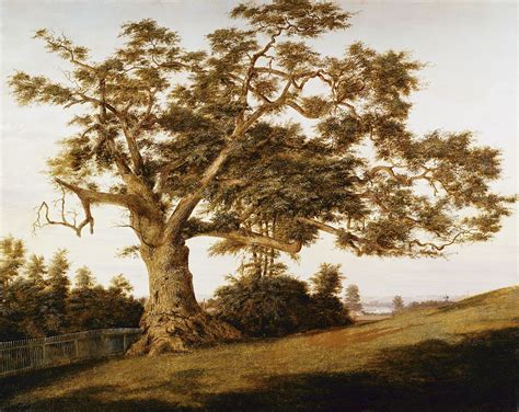 connecticut state tree