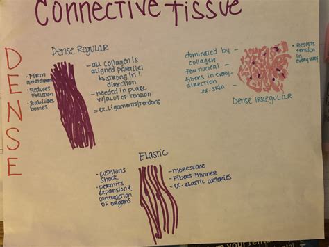 Read Connective Tissues Study Guide 