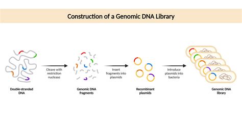 Construction Of Genomic Library