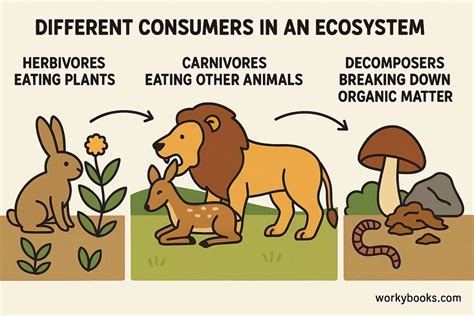 Consumer In An Ecosystem Definition