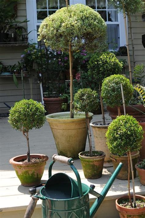 container topiary