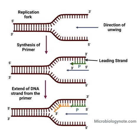 Continuous Strand