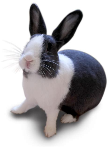 contoh gambar kelinci