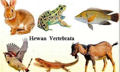 contoh hewan vertebrata