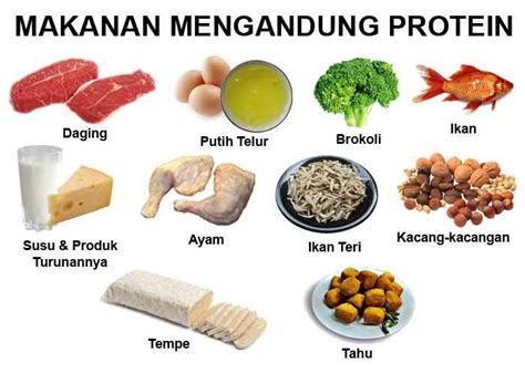 contoh makanan protein
