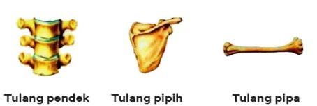 Contoh Tulang Pendek