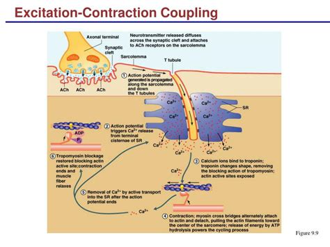 Contraction Excitation Coupling