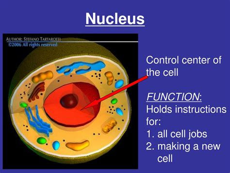 Control Center Of Cells