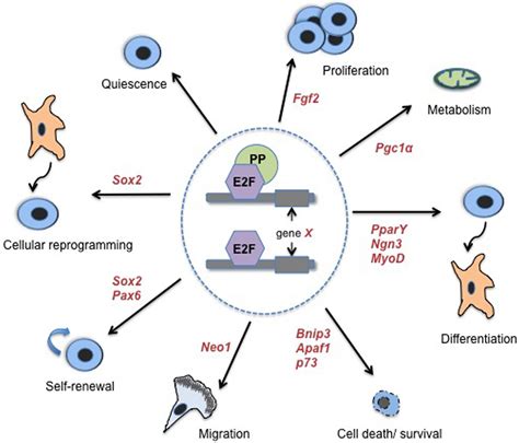 Control Of Cell Fate In The Circulatory And Venti
