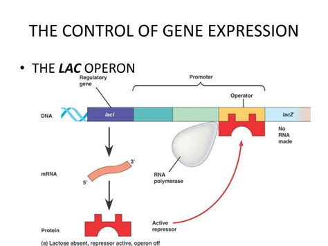 Control Of Gene Expression In Prokaryotes Answers