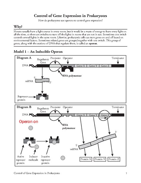 Read Control Of Gene Expression In Prokaryotes Answers 