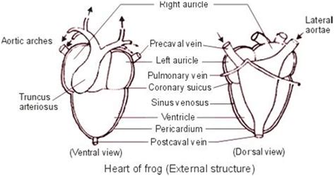 Conus Arteriosus In Frog