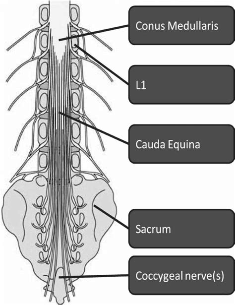 Conus Spinal Cord