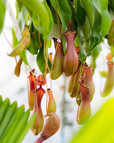 Convergence In Carnivorous Pitcher Plants Reveals A Science Traits Science - Traits Science