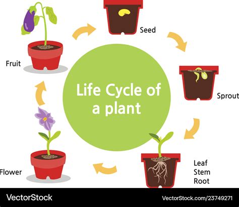 Cool Stages Of Plant Life Cycle Worksheet 2022 Life Cycle Of Mammals Ks2 - Life Cycle Of Mammals Ks2