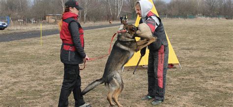 copdog | CopDog Polisi Anjing Bertugas Terbaik 2025 Pinterest