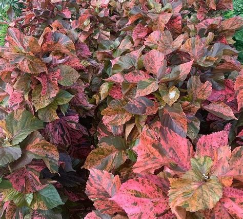 Copper For Plants