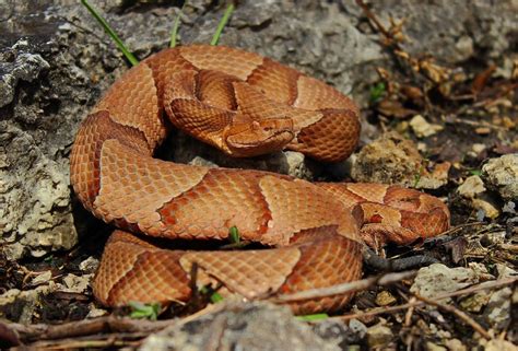 copperhead snake texas