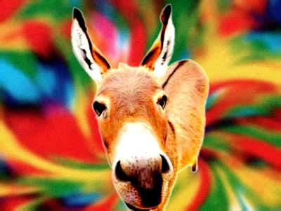 Cor De Burro Que Foge