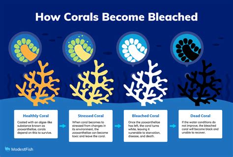 Coral Bleaching Definition