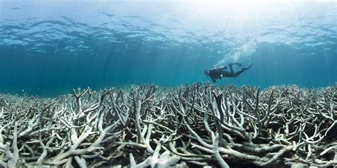 coral bleaching impact