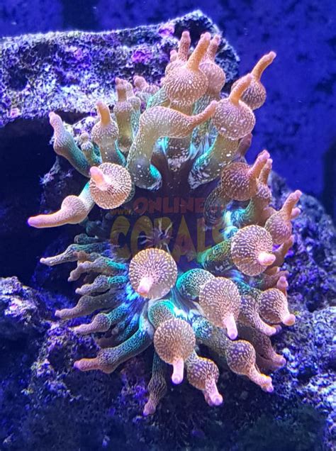 coral online uk