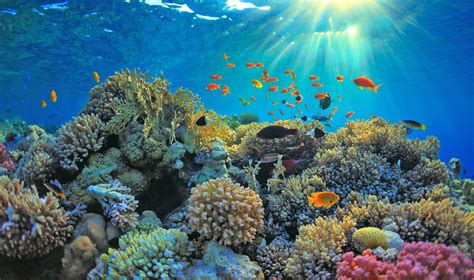 coral reefs an ecosystem in transition