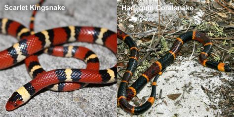 coral snake florida