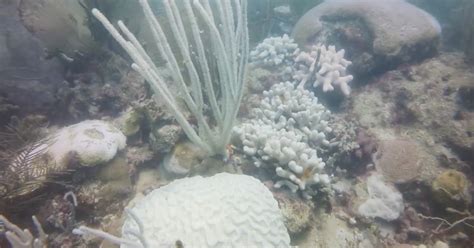 coral_reef leaked