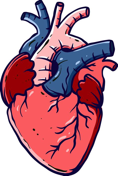 Corazon Humano Dibujo