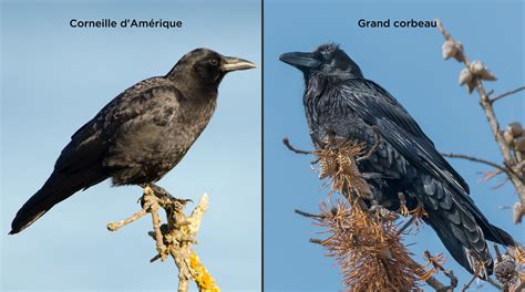 corbeaux et corneilles