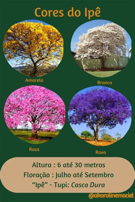 Cores De Ipê