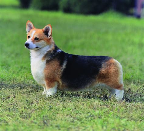 corgi | Ch Corgi Chn Ln Bng Gi Ch