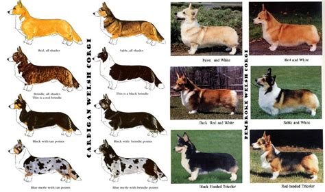 corgi colors