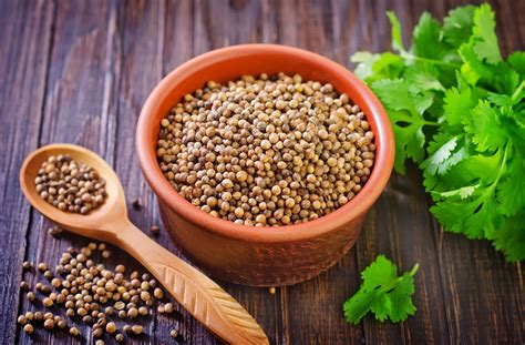 Coriander Scientific Name