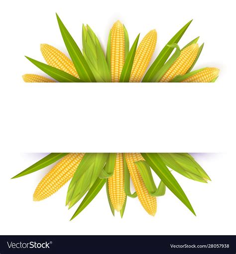 corn on the cob with place for your text or image to be placed over it