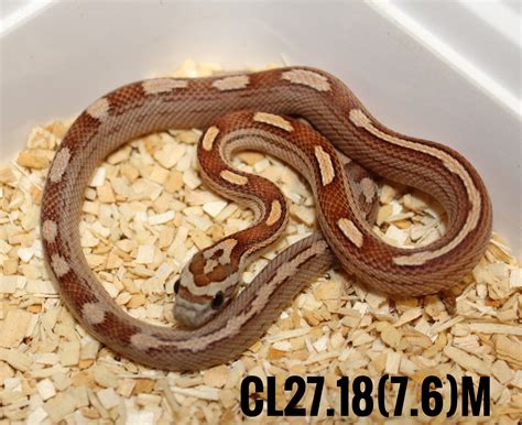 Corn Snakes
