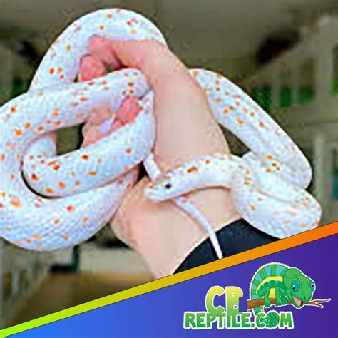 Corn Snakes For Sell