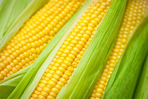 Download Corn 