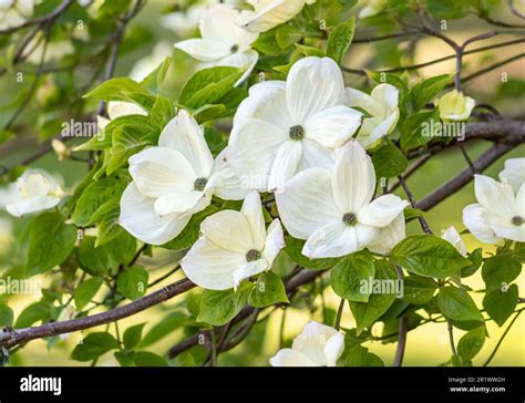 cornaceae cornus florida