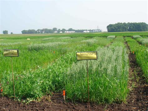 cornell cover crop guide